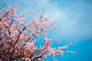Spring cherry blossoms against a blue sky. Pink flowers spring landscape with blooming pink tree. Beautiful sakura garden on a sunny day. Beautiful concept of romance and love with delicate flowers.