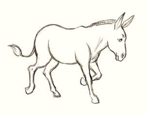 Naklejka na ściany i meble A donkey. Side view. Pencil drawing