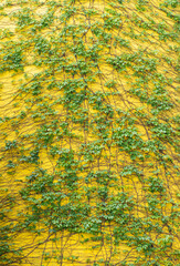 ivy on a yellow background.