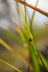 Background A beetle perched on a green plant