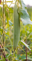Young sponge gourd or luffa aegyptiaca vegetable growing inside of a farm