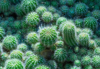 Natural background cactus close up