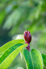 Background of red cheilocostus flower buds growing in the garden