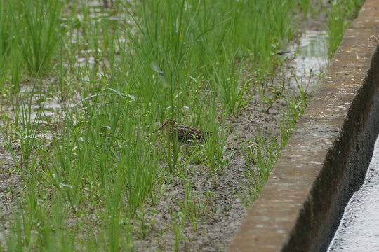 Common Snipe In A Field