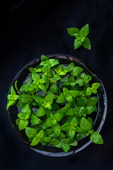 Fresh peppermint twig mint on a black plate on a dark black background with a place for your text. top view  copy space.