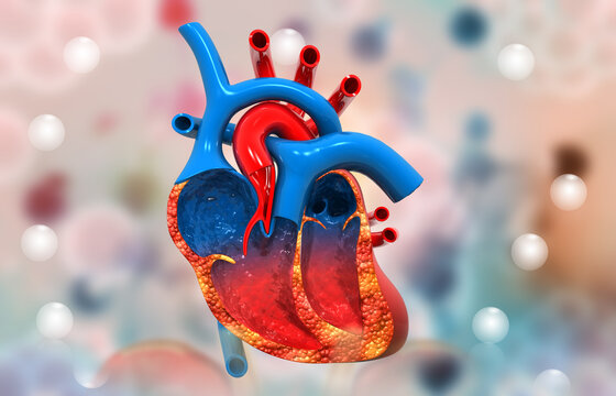 Human heart cross section anatomy. 3d illustration.