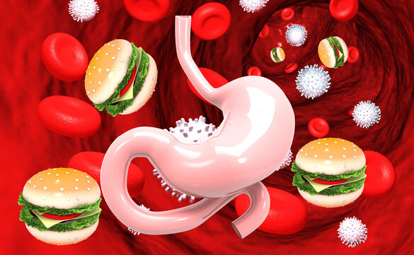 Human stomach with fast food burgers. 3d illustration.