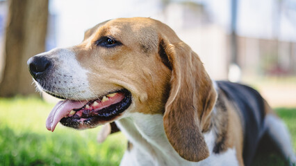 beagle dog portrait