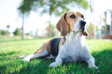 Portrait of a Beautiful beagle dog relaxed on the grass