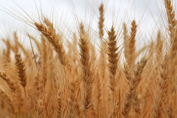 Beautiful ripe wheat spikes in agricultural field