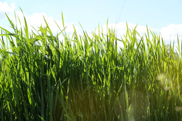 Beautiful lawn with green grass on sunny day, closeup