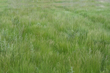 Obraz na płótnie Canvas Beautiful green grass growing in field on sunny day