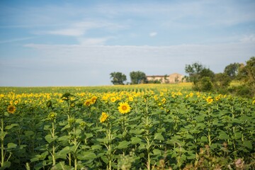 Fototapeta na wymiar Champ de tournesols avec en arrière plan une ferme bordée d'arbres Field of sunflowers with a farm lined with trees in the background