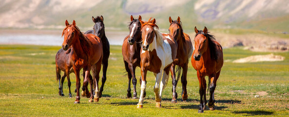 A herd of horses gallop forward against the backdrop of mountains. A herd of horses graze in the meadow in summer and spring, the concept of cattle breeding, with space for text.