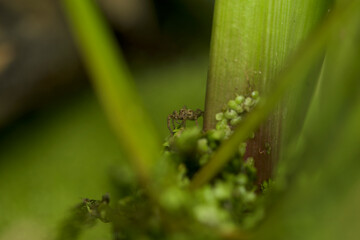 A garden spider peaking out through vegetation