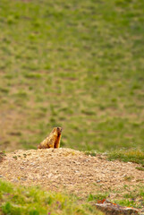 The marmot sits in the grass in the mountains, looks to the side, as if reading your text, studying, showing curiosity, interest. Copy space with place for text. Landscape with wild animals.