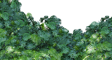 Monstera leaf isolated transparency background. © moderngolf1984
