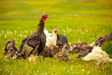 Turkeys walk on the grass in a green meadow in a pasture. Animal husbandry and agriculture in the mountains.