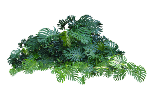 Monstera leaf isolated transparency background.