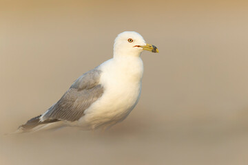 An adult ring-billed gull (Larus delawarensis) perched and foraging on the beach.