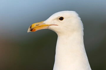 An adult American Herring Gull (Larus smithsonianus) perched and foraging on the beach.