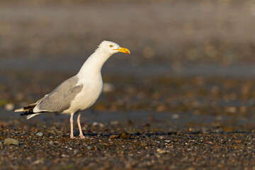 Obraz premium An adult American Herring Gull (Larus smithsonianus) perched and foraging on the beach.