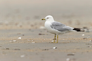 An adult ring-billed gull (Larus delawarensis) perched and foraging on the beach.