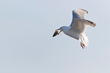 Fototapeta na wymiar An American herring gull (Larus smithsonianus) flying above Revere beach. 