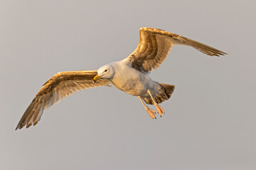 An American herring gull (Larus smithsonianus) flying above Revere beach.