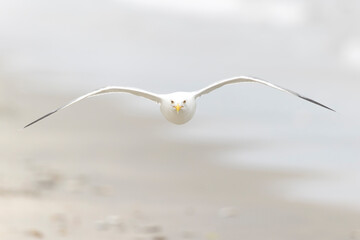 An American herring gull (Larus smithsonianus) flying above Revere beach.
