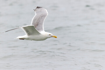 An American herring gull (Larus smithsonianus) flying above Revere beach. 