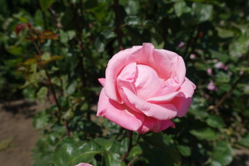 Delicate pink flower of garden rose in June