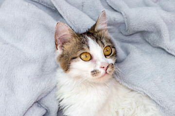 beautiful kitty with wide open green yellow color eyes is lying on bed gray blanket.domestic pet cat looking curiously at something.love and care animals,family member,feed kitten relaxed lies down