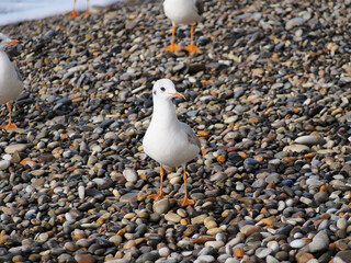 Seagulls standing on a pebble beach, against the background of the blue sea, close-up.