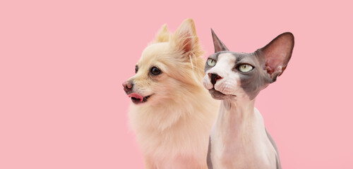 Banner pets. sphynx cat and pomeranian dog looking away with serious and pensive expression face. Isolated on pink background