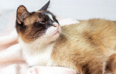 thai siamese cat is sitting lies on floor relaxing sunny summer day.proud angry upset kitty on wool winter skirt.domestic pet love care animals.sunny rays inside room home.kids,baby and pets,harmony 