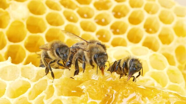 Bees sit in golden honeycombs, a long proboscis processing nectar. Macro photography. Apiary, production of bee honey. Natural Sweet Product