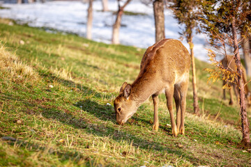 Beautiful spotted deer in the mountains against the background of green grass and snow. Fairytale spring landscape with wild animals.