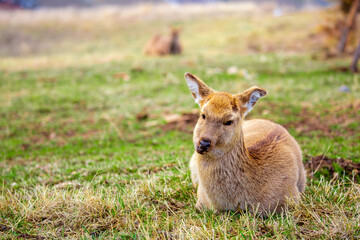 Beautiful spotted deer in the mountains against the background of green grass and snow. Fairytale spring landscape with wild animals.