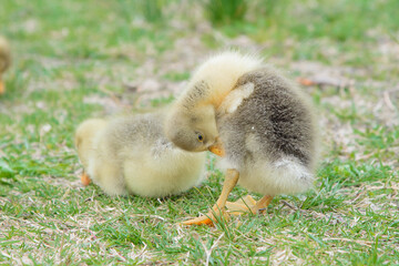duck in the grass