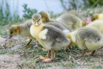 ducklings in the grass