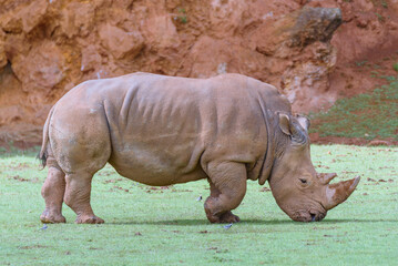 Obraz premium rhino in the wild