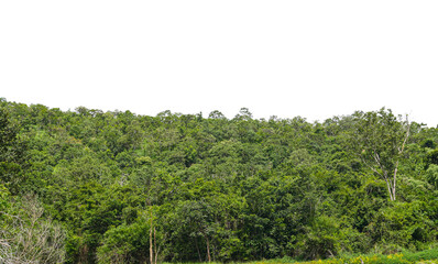 Tree isolated transparency background.