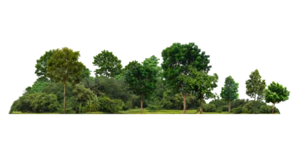 Zelfklevend Fotobehang Tree isolated transparency background. © moderngolf1984