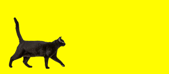 Black cat walking on a Yellow background