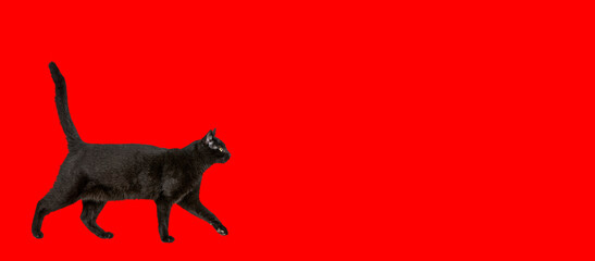 Black cat walking against red background