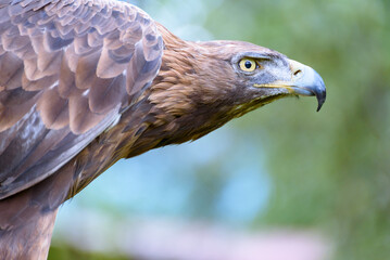 close up of a hawk