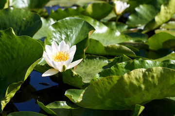 White water lily and green leaves on pond