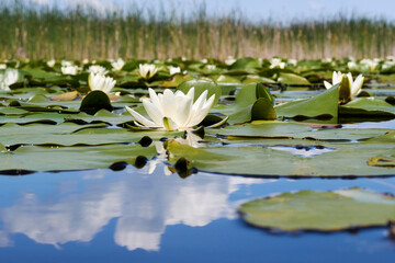 Carpet of green leaves and blooming white water lilies in a pond on a clear spring day. Reflection of the blue sky in the water
