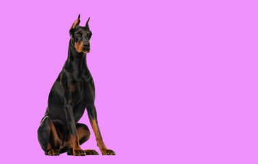 Doberman Pinscher sitting, isolated on white